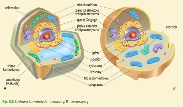 Jakie są dziedziny biologii i co warto o nich wiedzieć? Jakie są dziedziny biologii i co warto o nich wiedzieć?