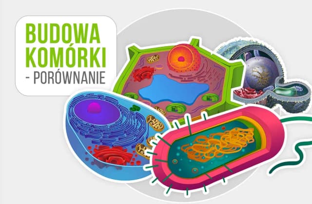 Co to jest komórka w biologii? Kluczowe informacje i funkcje Co to jest komórka w biologii? Kluczowe informacje i funkcje